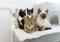 five kittens of different colours sat on a white fleece blanket