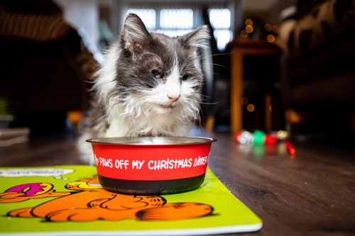 long-haired grey-and-white cat eating from a cat food bowl