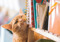 A ginger cat rubbing their chin on some books on a bookshelf