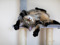 Brown tabby cat lying on their back on a grey cat tower with their paws in the air