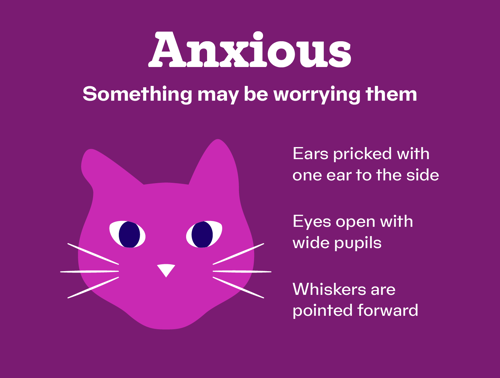 An infographic about a cat feeling anxious