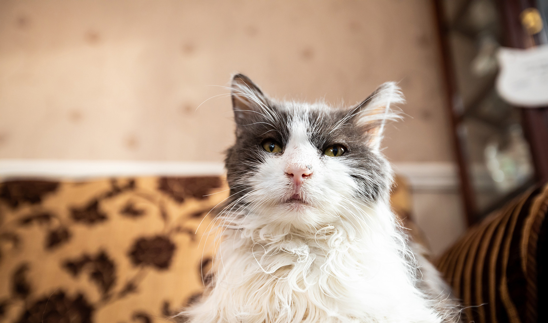 Hyperthyroidism in cats