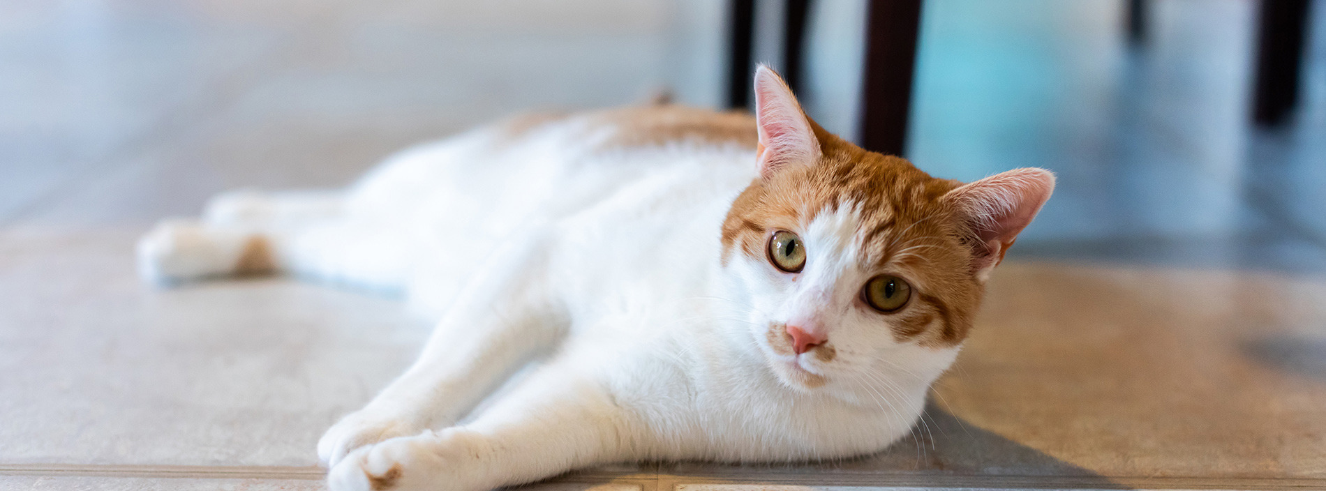 Feline asthma