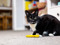 A black-and-white cat sat on the floor with a yellow cat toy