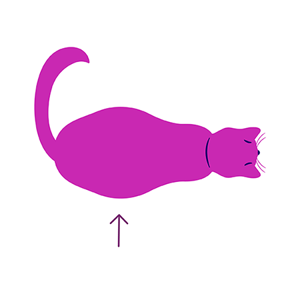 Illustration of a bird eye view of a cat standing, showing what a cat looks like if they are ideal weight, arrow pointing at where the waist goes in