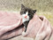 Grey-and-white kitten sitting on a pink blanket, looking towards the camera.