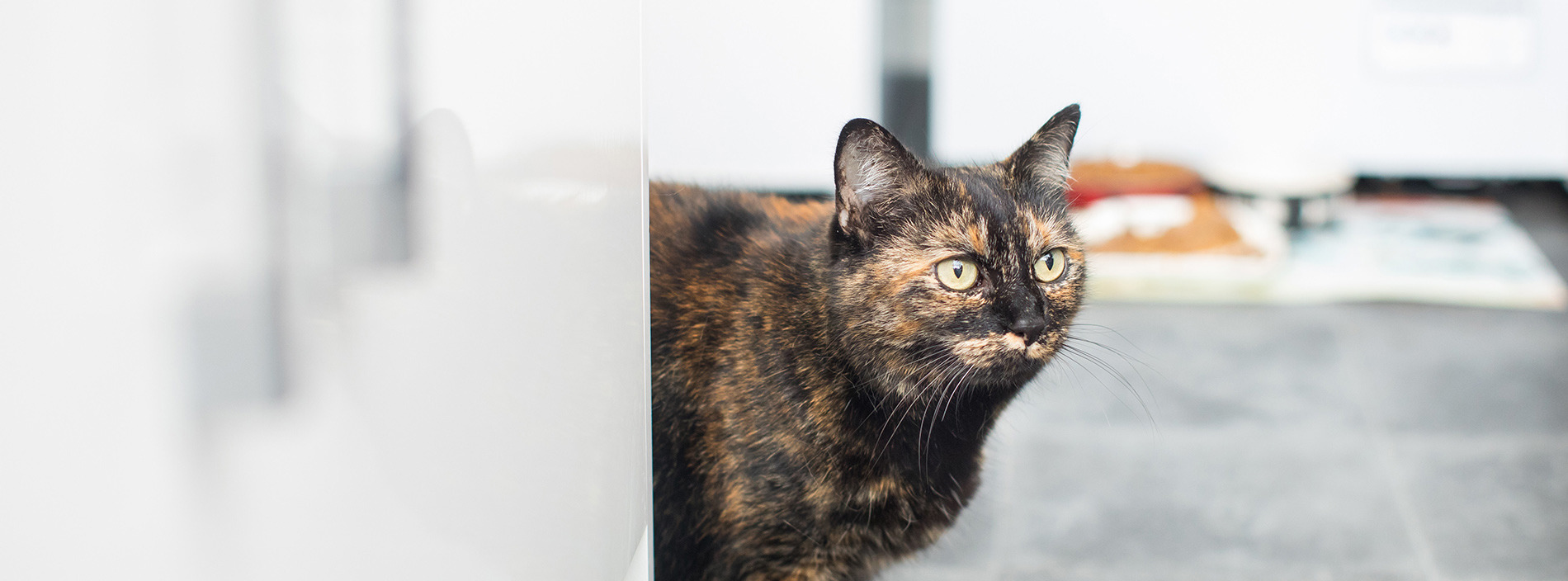 Thinking about giving up your cat?