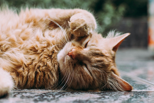 long-haired ginger cat lying down asleep with a front paw held up by its face