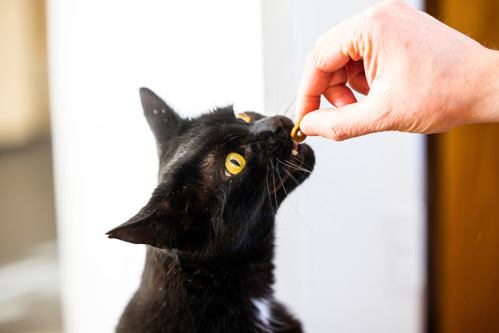 A black cat being fed a cat treat by a human hand