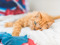 ginger tabby cat lying down on fluffy blanket