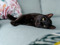 Black cat lying on a sofa with their head resting on the cushion.