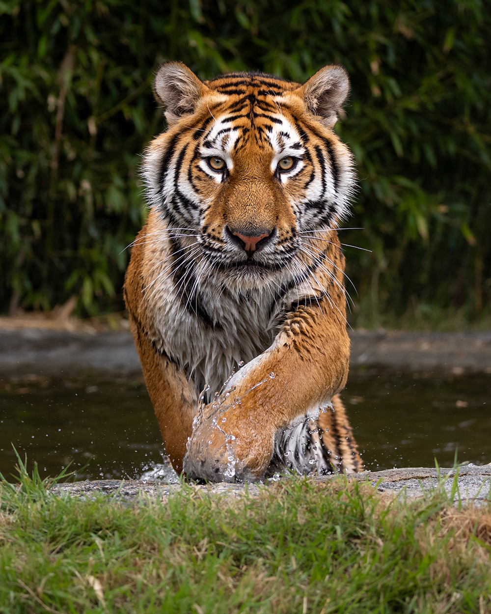 The Big Cat Sanctuary and Cats Protection join forces for Big Cat Fest 2026