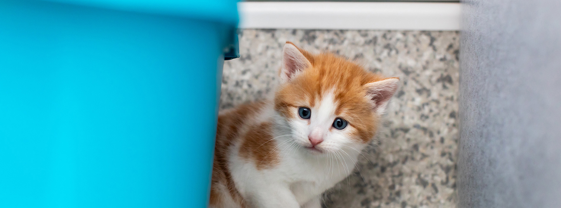 Kitten socialisation