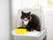 long-haired black-and-white cat standing behind yellow food bowl