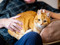 Ginger cat resting on a person's lap while being gently stroked.