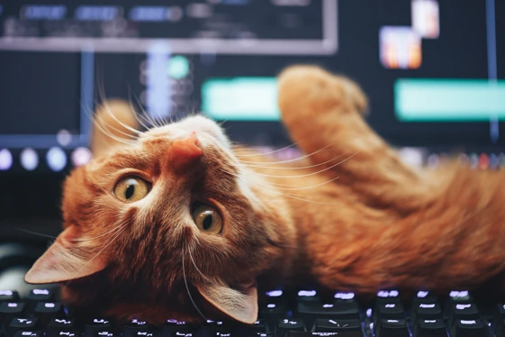 Main Page Hero Cat Image