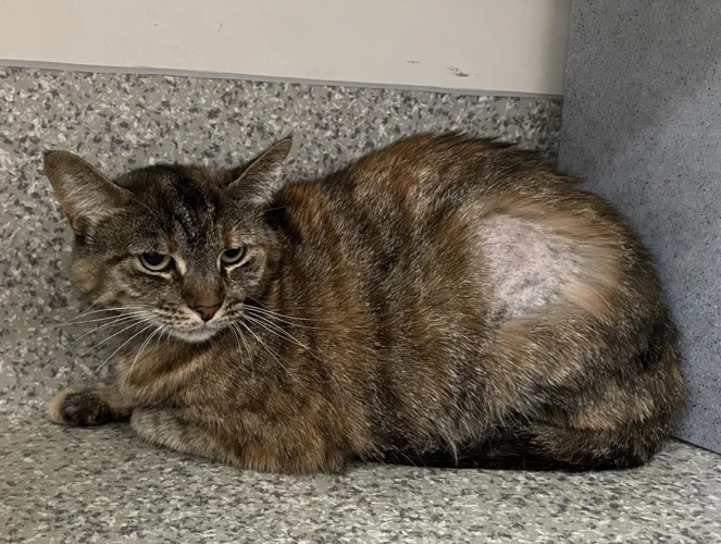 .Pebbles 6y female