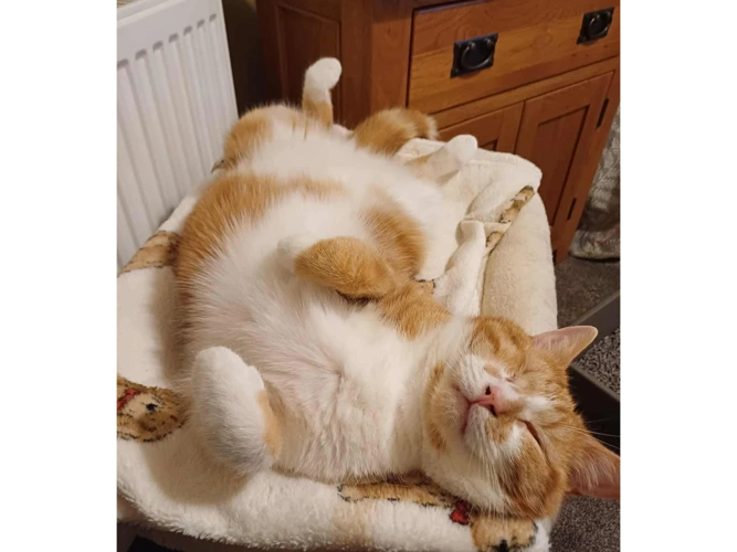 Nelson