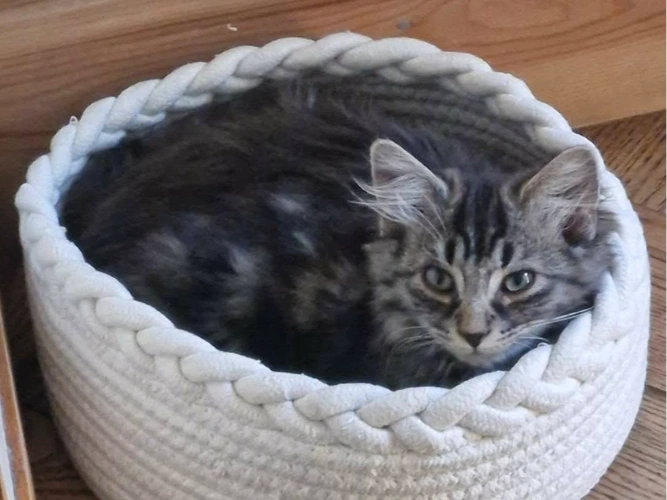 MISO