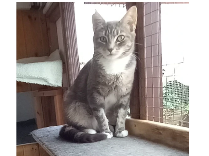 Professional Mouser – Matilda