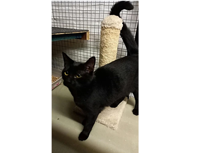 Kitten - Byron