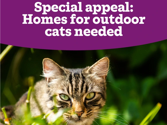 Special appeal - outdoor cats