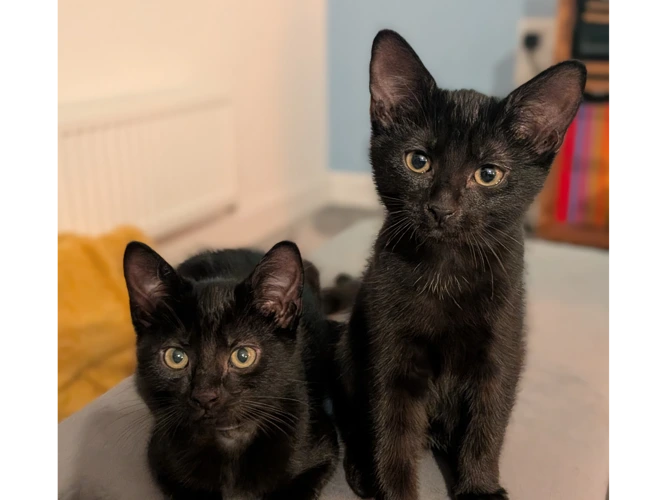 Pitch and Pepper