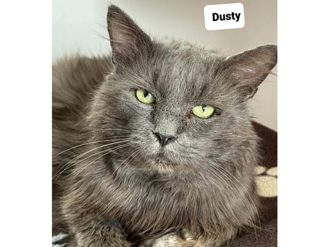 Dusty