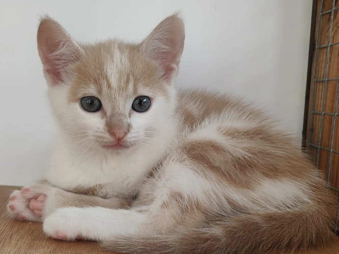 Lulu