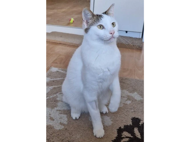 MITTENS