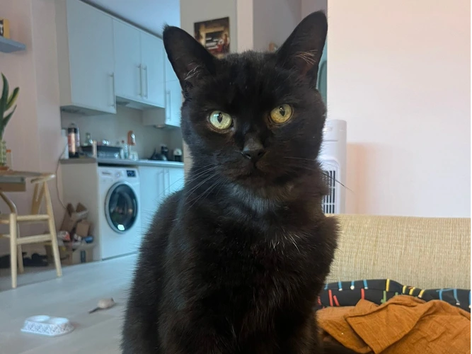 Sid