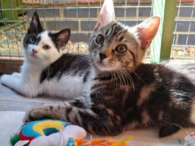 Dora and Marley