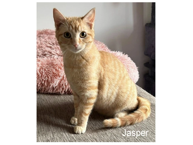 JASPER