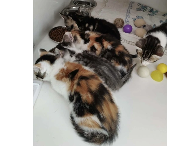 6 kittens ready for their new homes NOW!