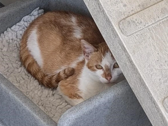 Elliot