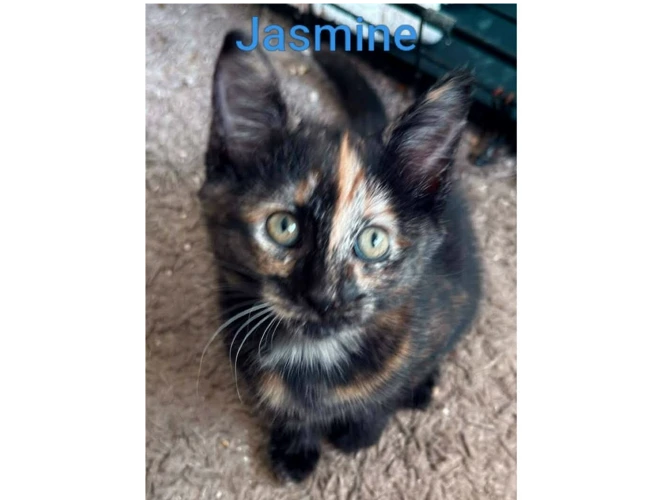 JASMINE