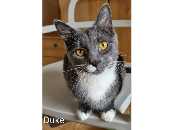 DUKE