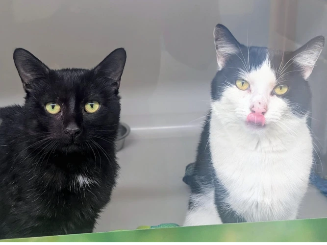 Ozzy and Otis