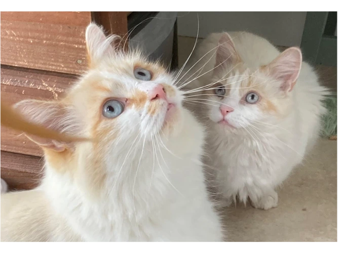 Maverick & Goose
