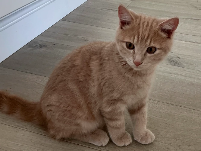 Biscuit