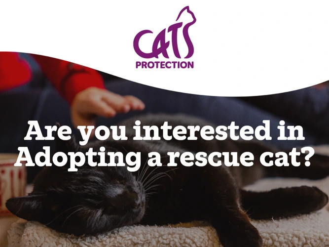 Cat Adoption