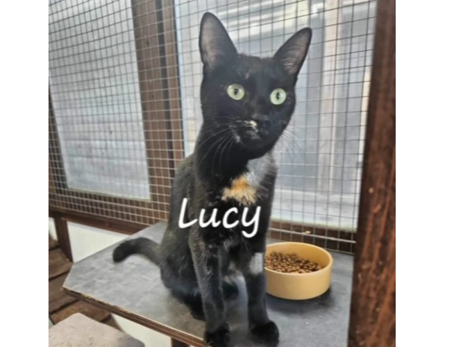 Lucy