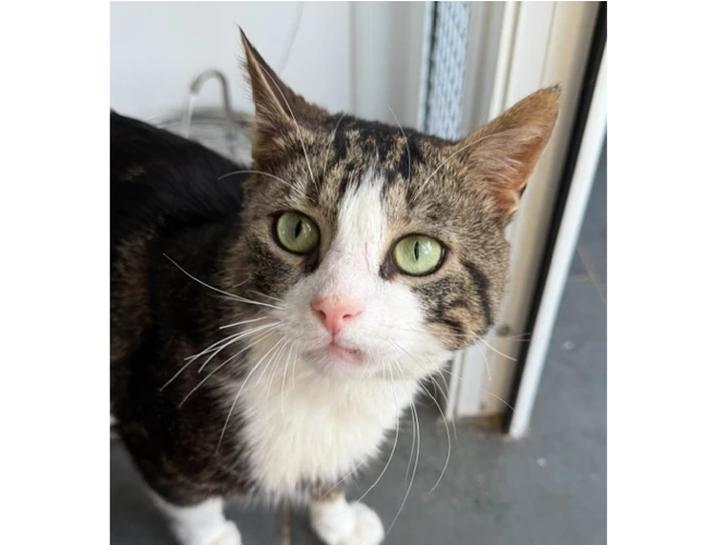 Oliver