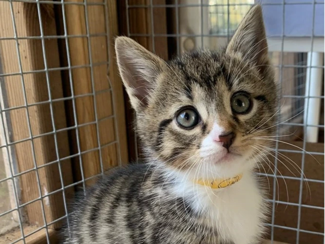 Biscuit