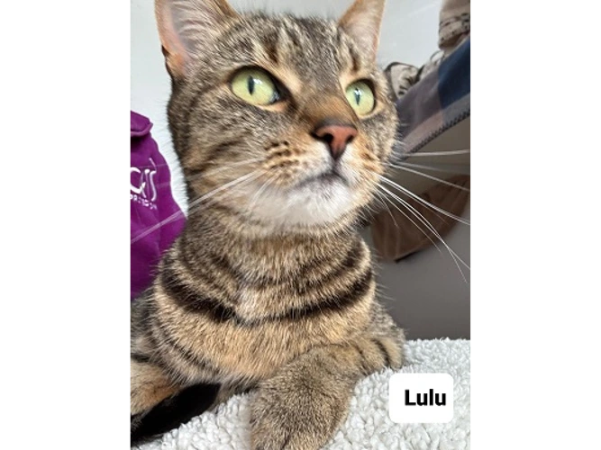 Lulu