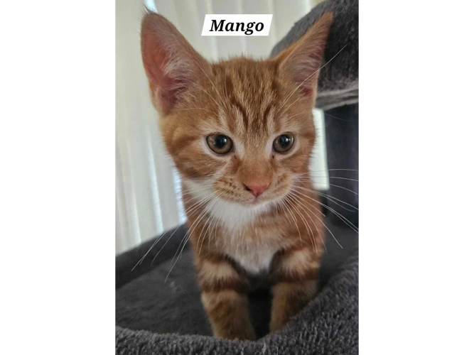MANGO