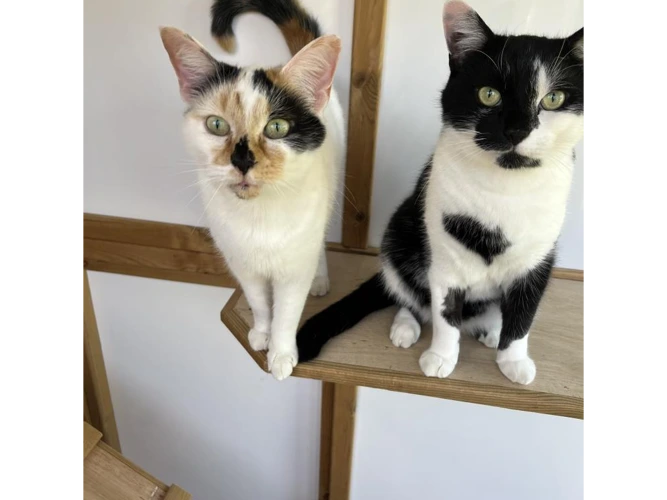 Colby & Nala
