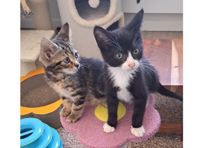 Kittens – Bob the Builder kittens - 💙 Bob & Dizzy