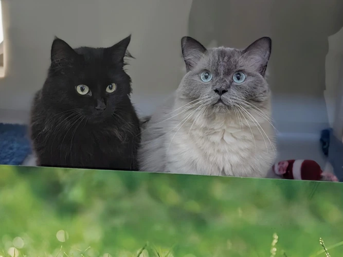 Dexter and Orion