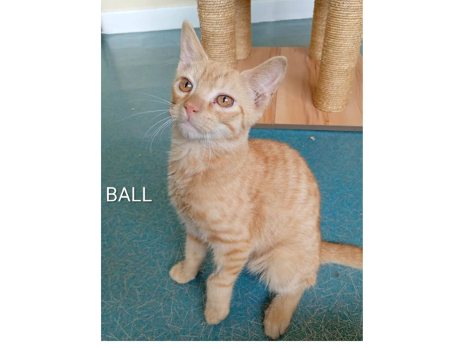 BALL